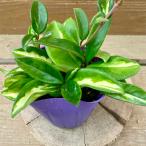 観葉植物 ホヤ カルノーサ エキゾチカ