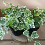 観葉植物 ヘデラ(アイビー) ホワイトワンダー 2ポットset