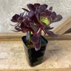 多肉植物 アエオニウム カシミヤバイオレット