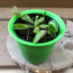 食虫植物ハエトリソウ