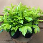 te. Ran ta lime 2 pot set
