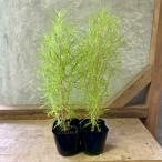 一年草コキアホウキグサ2ポットset