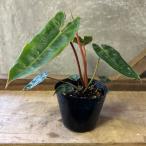 観葉植物　フィロデンドロン　ビレッティア