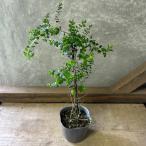 repto spec rumam раунд leaf 