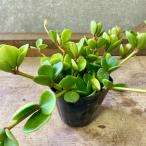 観葉植物 ペペロミア ホープ