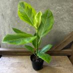 観葉植物 フィカス アルテシマ