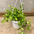  декоративное растение tiskitia кенгуру карман 