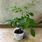 観葉植物 シルクジャスミン(ゲッキツ)