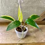 観葉植物　ホヤ　マクロフィラ バリエガータ