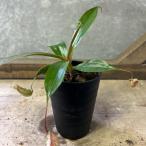  декоративное растение еда насекомое растения Nepenthes (utsubokazla) черновой resiasibyaensis