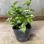  декоративное растение fi rental Benjamin Rav Lee 