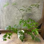 観葉植物　ステレオスペルマム
