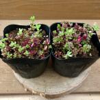 多肉植物 ポーチュラカ ピンキー 2ポットset