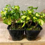  Margaret ivy climbing senesioW Heart 2 pot set