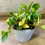  декоративное растение Pepe romi UGG labela