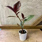 ショッピング送 観葉植物　フィカス　ブルールビー