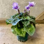 花苗　シクラメン　サファイア