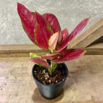 観葉植物 アグラオネマ レッドバレンタイン