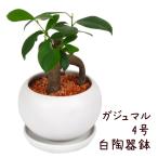 ガジュマル4号白陶器鉢