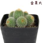 サボテン金晃丸群生3号