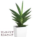 サンスベリア・モトムケニア4号