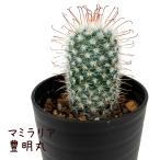 サボテン・豊明丸