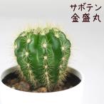 サボテン・金盛丸