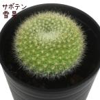 サボテン・雪晃
