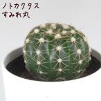 ノトカクタス・菫丸【観葉植物 サボテン 多肉植物 インテリア グリーン 卓上…