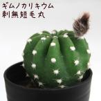 サボテン・エキノプシス・刺無短毛丸【ギムノカリキウム 観葉植物 サボテン 多…