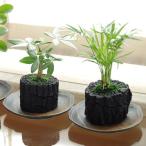 炭花壇 M 観葉植物 選べる2個セット 炭 木炭 浄化 消臭 除湿 調湿 インテリア 運気アップ おしゃれ