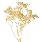 [ консервированный цветок материалы для цветочной композиции материал ] rental mi.* over время * Giulia orange * большой земля сельское хозяйство .