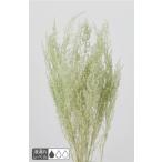 [ консервированный цветок материалы для цветочной композиции материал ] -тактный -be* лёд зеленый * большой земля сельское хозяйство .