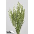 [ консервированный цветок материалы для цветочной композиции материал ] -тактный -be* glass green * большой земля сельское хозяйство .