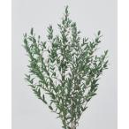 [ консервированный цветок материалы для цветочной композиции материал ] маленький лист эвкалипт ( местного производства )* Mist зеленый * большой земля сельское хозяйство .