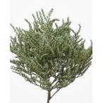 [ консервированный цветок материалы для цветочной композиции материал ]tata licca * кобальт зеленый * большой земля сельское хозяйство .