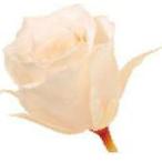 ホワイトシャンパン・ビビアン・大地農園（24輪入り）