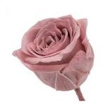 モーブピンク・ビビアン・大地農園（24輪入り）