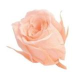 クリーミーピーチ・ビビアン・大地農園（24輪入り）