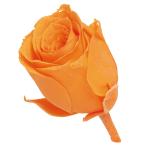 [ консервированный цветок материалы для цветочной композиции материал ] Vivian * Mini selection * полный -ti orange * большой земля сельское хозяйство .