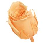 [ консервированный цветок материалы для цветочной композиции материал ] Vivian * Mini selection * Giulia orange * большой земля сельское хозяйство .