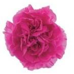 [ консервированный цветок материалы для цветочной композиции материал ] клубника * Mini гвоздика 9 колесо входить большой земля сельское хозяйство .