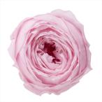 シャーベットピンク・ローズ・ココット（9輪入り）シャーベットピンク・ローズ・（9輪入り）