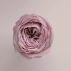 ミスティーローズ・ローズ・ココット（9輪入り）