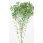 [ консервированный цветок материалы для цветочной композиции материал ]moli Sony a* кобальт зеленый * большой земля сельское хозяйство .