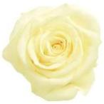 [ консервированный цветок материалы для цветочной композиции материал ] anti k белый * rose *...* большой земля сельское хозяйство .(9 колесо входить )