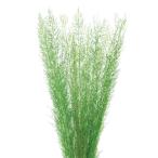 【プリザーブドフラワー　花材　資材】 ピーコックグラス・グリーン・大地農園