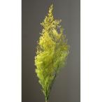 [ консервированный цветок материалы для цветочной композиции материал ] rental Piaa * желтый | зеленый * большой земля сельское хозяйство .
