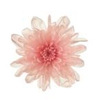 [ консервированный цветок материалы для цветочной композиции материал ]....* булавка Crows * большой земля сельское хозяйство .