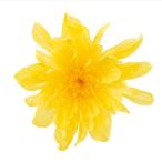 [ консервированный цветок материалы для цветочной композиции материал ]....* маленький * желтый * большой земля сельское хозяйство .